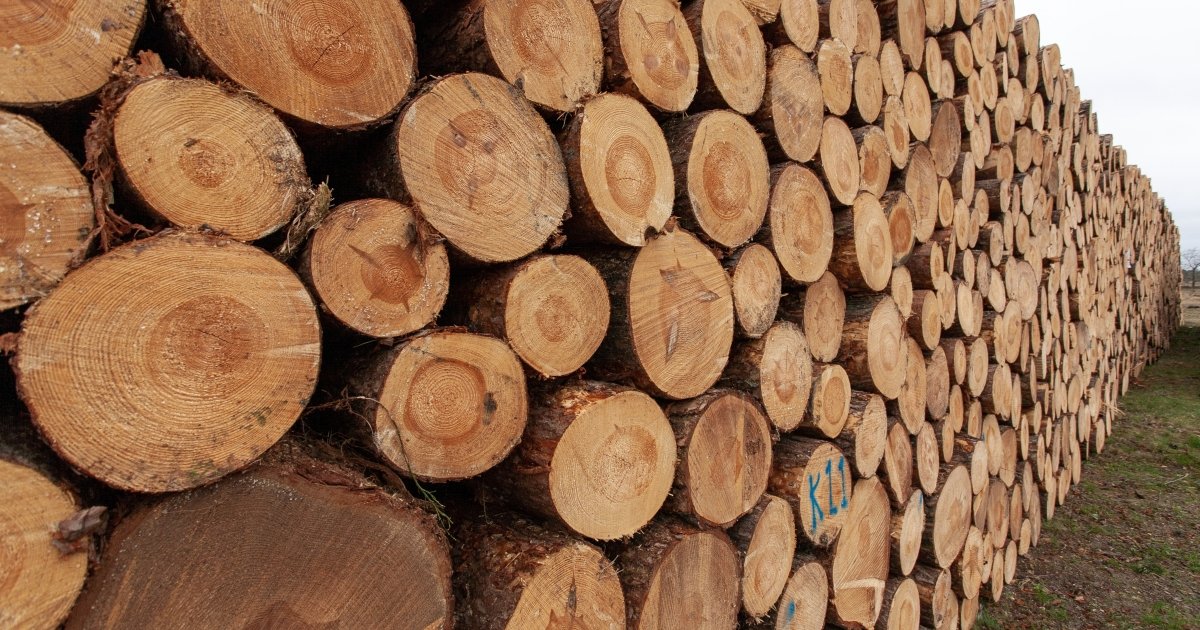 ЄБА вимагає прозорого ринку деревини через критичний дефіцит сировини