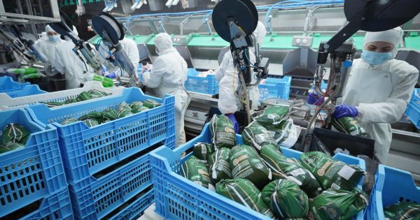 ЄС може закрити ринок курятини для головного конкурента України