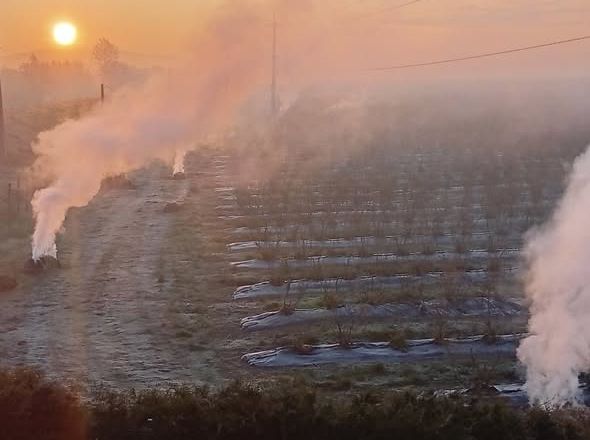 Європейські та українські ягідники розпочали сезон в умовах заморозків