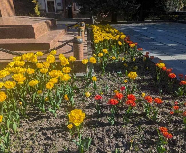 Із клумби біля Рівненської міськради викрали тюльпани