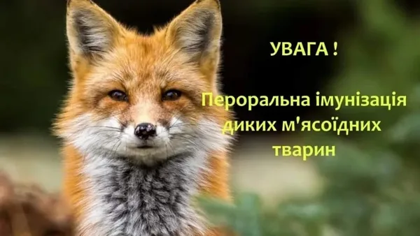 Імунізація диких тварин проти сказу на Львівщині