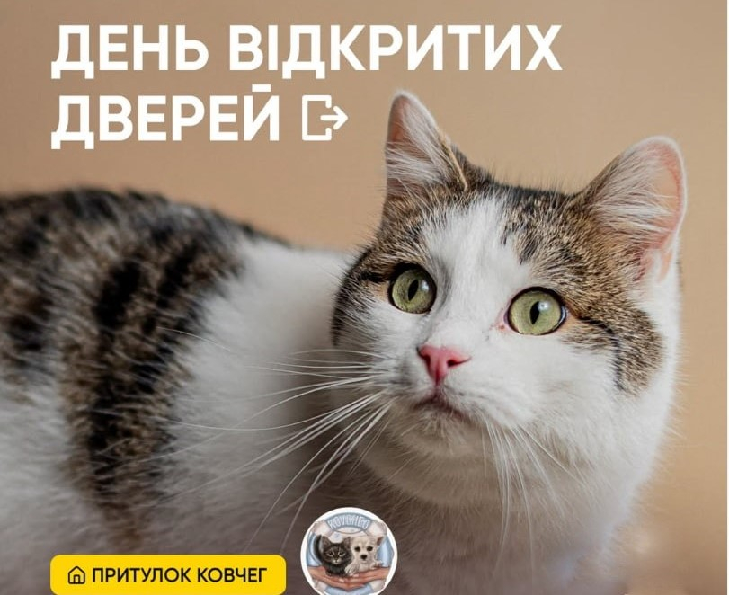 Пухнастики Одеси приймали гостей: День відкритих дверей відбувся у притулку …
