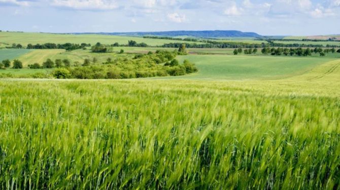 Аграрії економлять на добривах: що буде з урожаєм у 2026 …