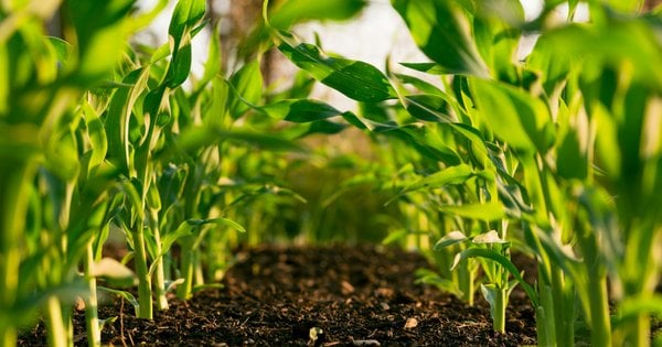 Аграрії прогнозують підвищення вартості сільськогосподарської продукції влітку