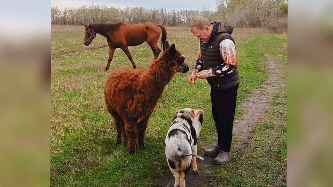 Альпаки, мініпіг Фунтик і безліч інших цікавинок: на Чернігівщині є …