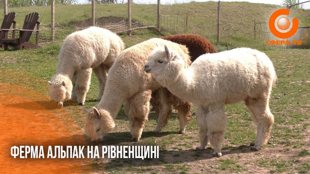 Альпаки на Рівненщині: як у Городищі розвивається унікальна ферма екзотичних …