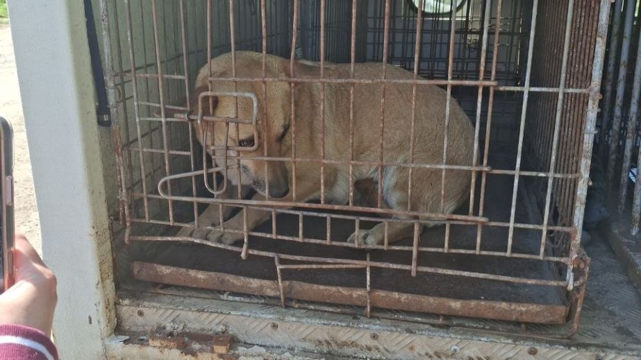 Вуличних собак стерилізували в громаді під Запоріжжям