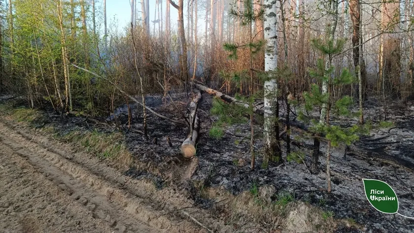 Битва за ліс: під Корюківкою зупинили масштабну пожежу площею 5800 …