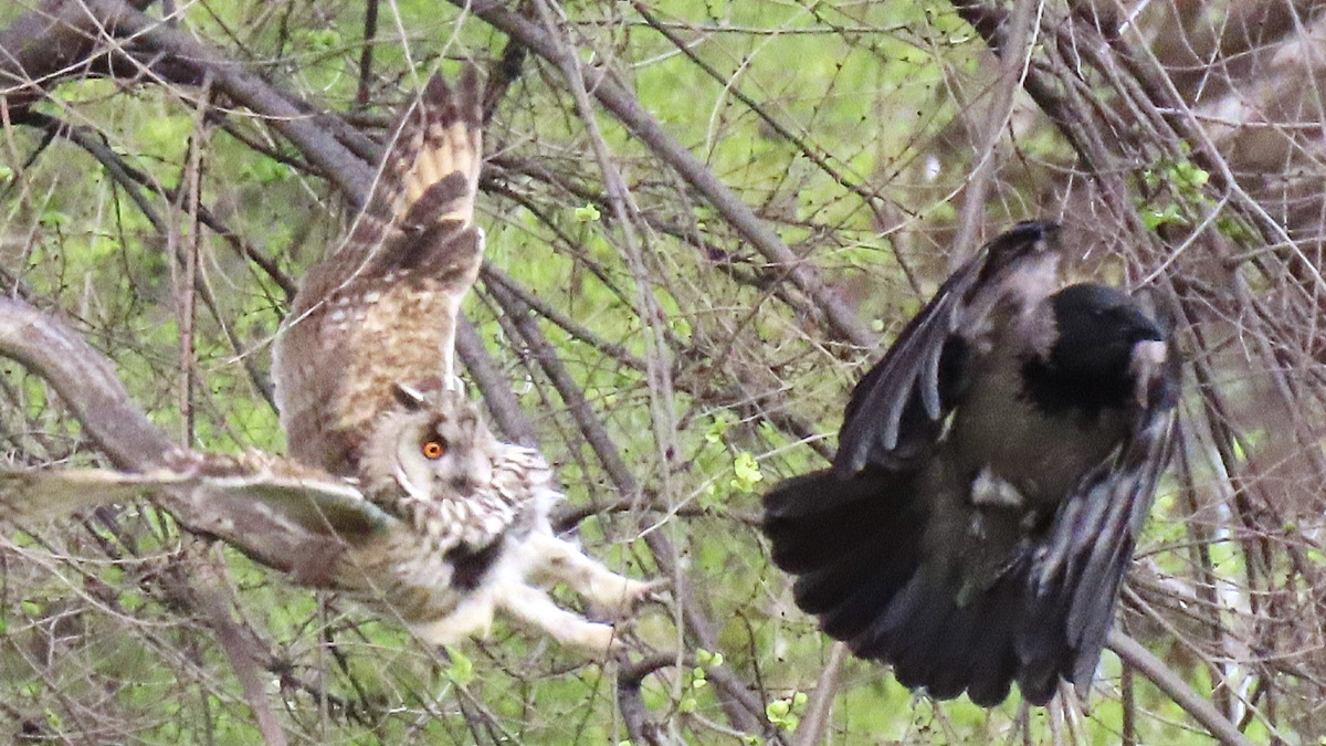 Битва титанів у Кам'янському: унікальна сутичка ворона та сови у …