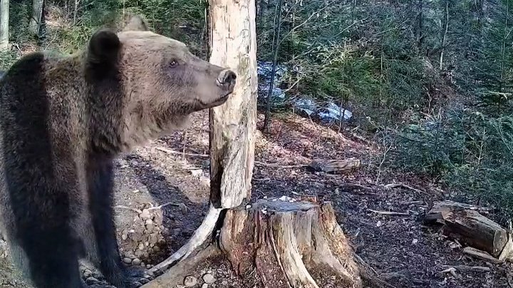Бурий ведмідь потрапив до фотопастки у нацпарку на Прикарпатті (ФОТО)