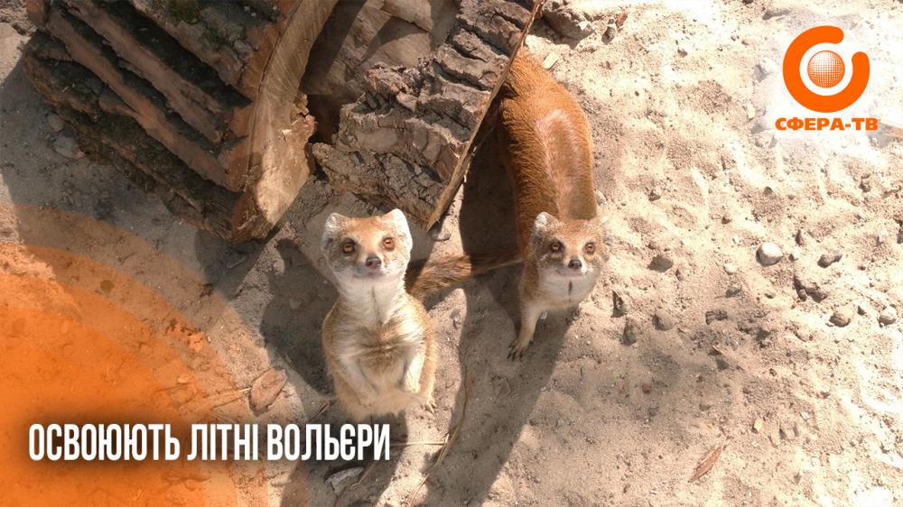 "Більше простору і сонця": як змінилось життя мешканців Рівненського зоопарку …