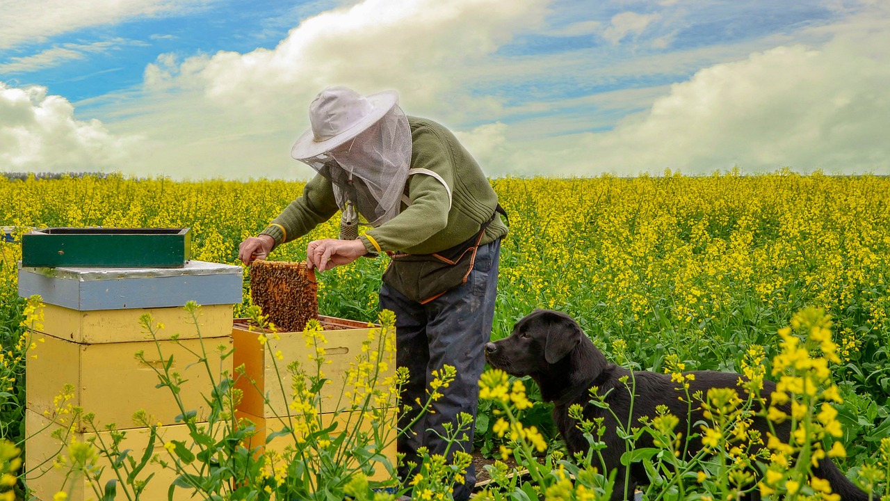 Більше третини об’єму світового виробництва продукції рослинництва залежать від запилювачів