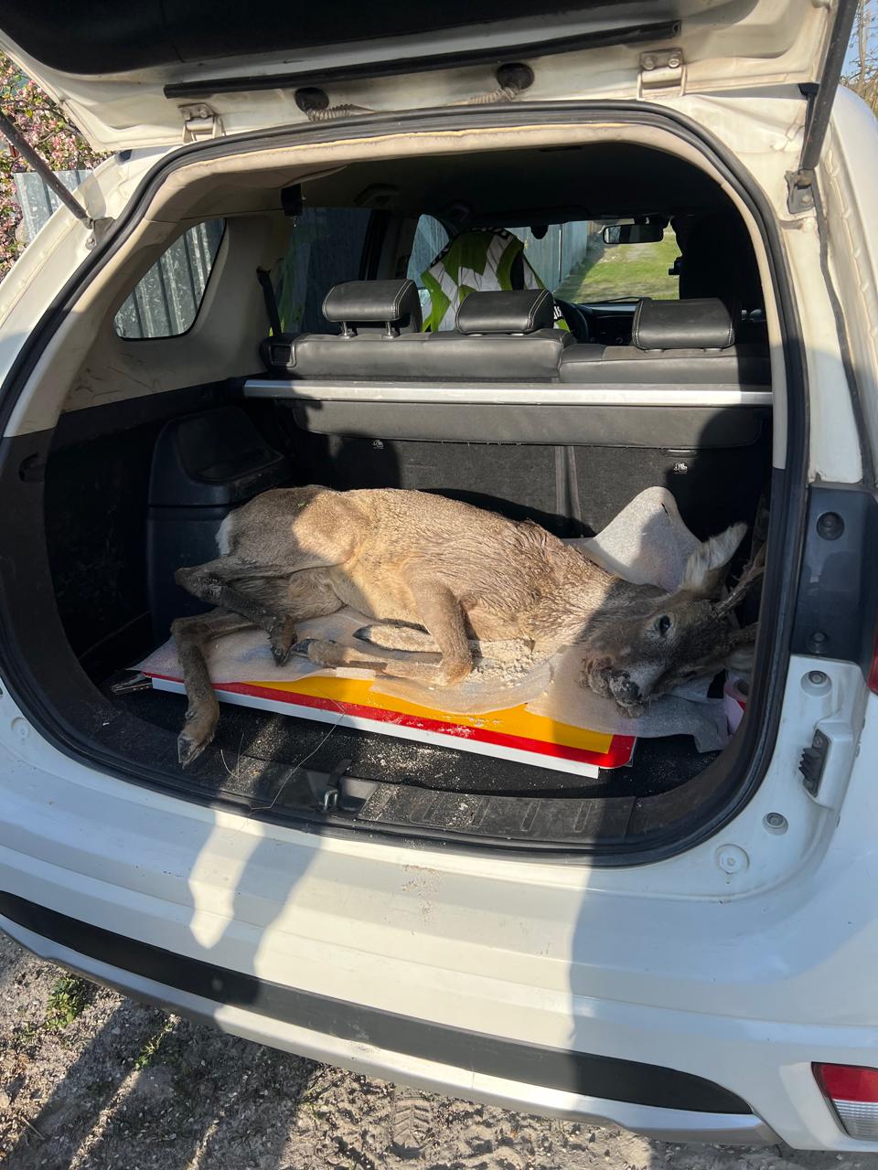 Біля Львова врятували поранену косулю з розтрощеною щелепою