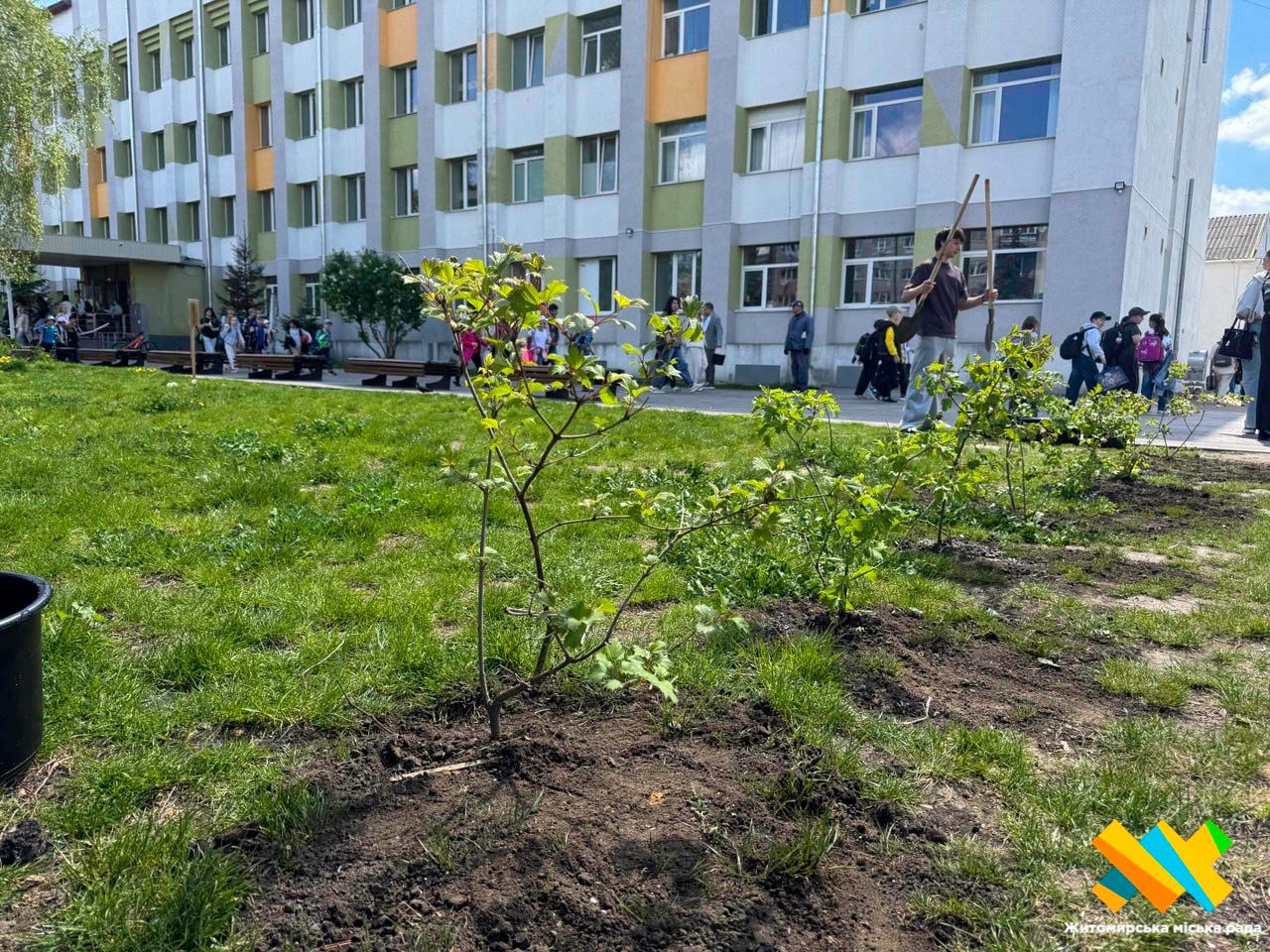 Біля ліцею №23 у Житомирі висадили калинову алею пам’яті полеглих …