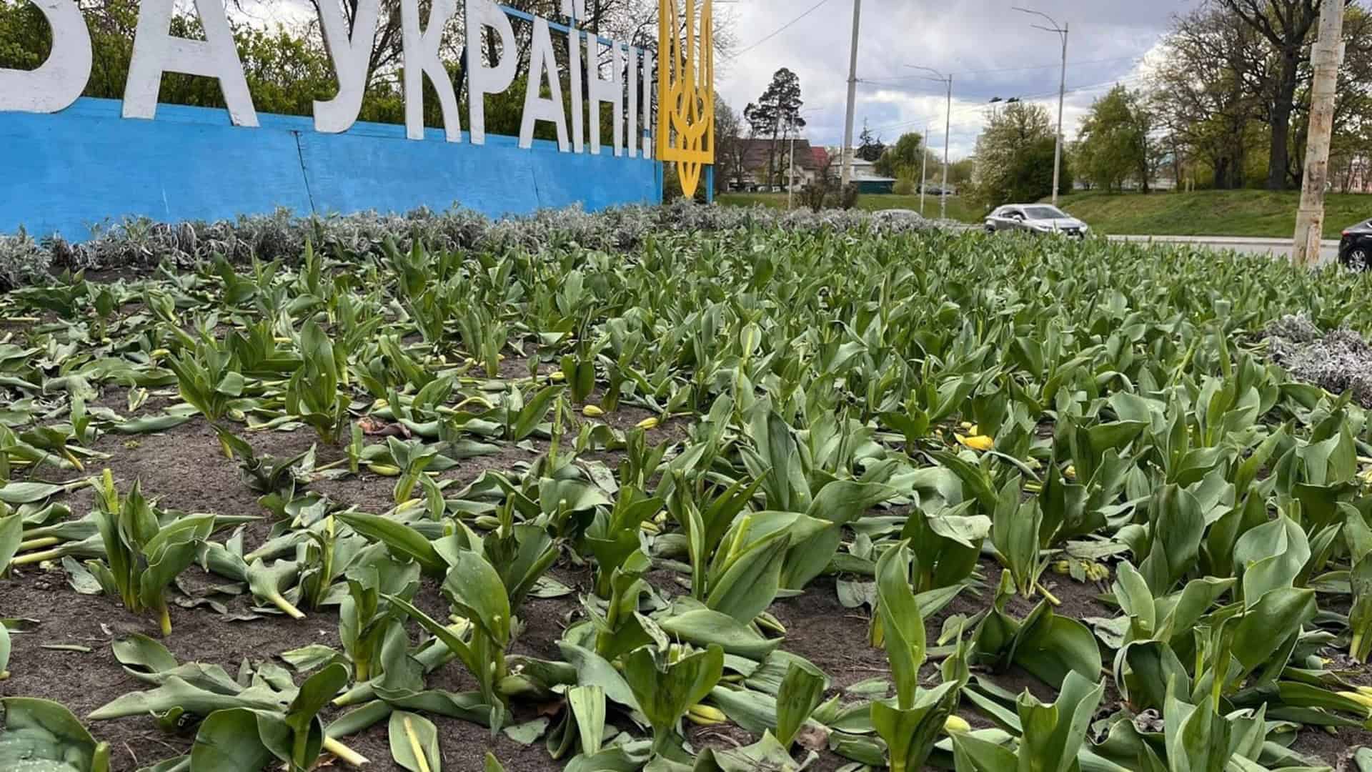 Вандали знищили клумби тюльпанів у двох районах Києва