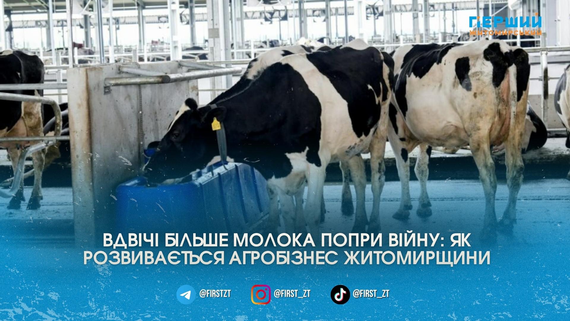 Вдвічі більше молока попри війну: як фермери Житомирщини ламають стереотипи …