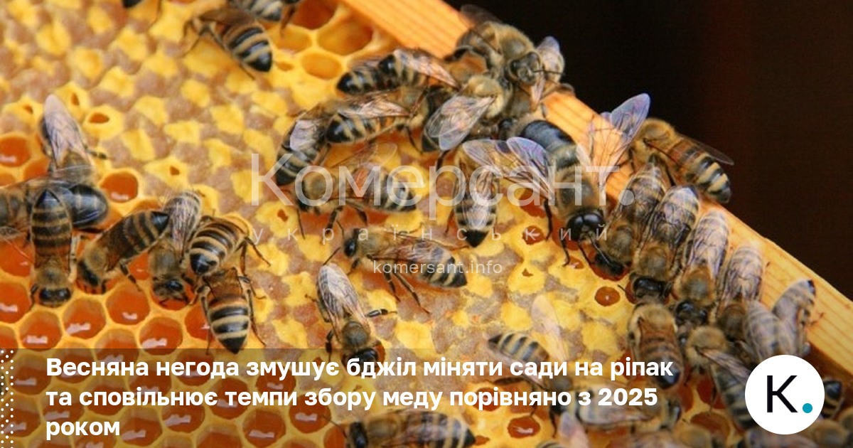 Весняна негода змушує бджіл міняти сади на ріпак та сповільнює …