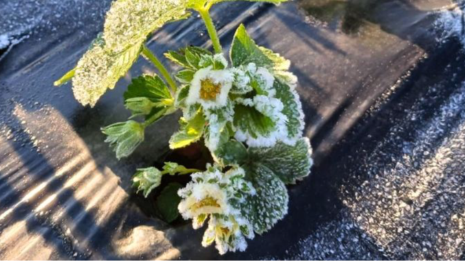 Весняні заморозки: на Рівненщині фермери рятують врожай полуниці. Відео