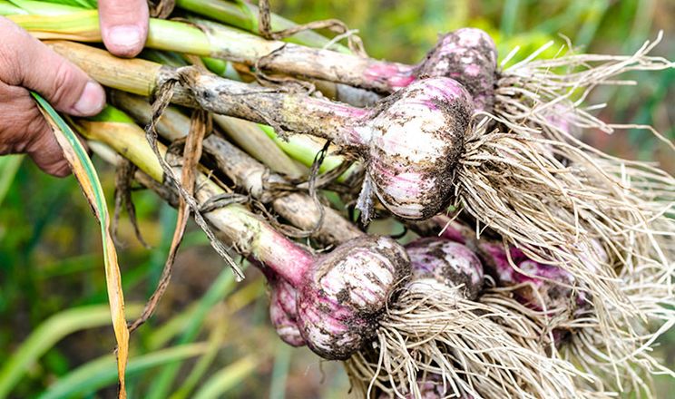 Ветеран розвиває овочево-ягідне господарство на Полтавщині