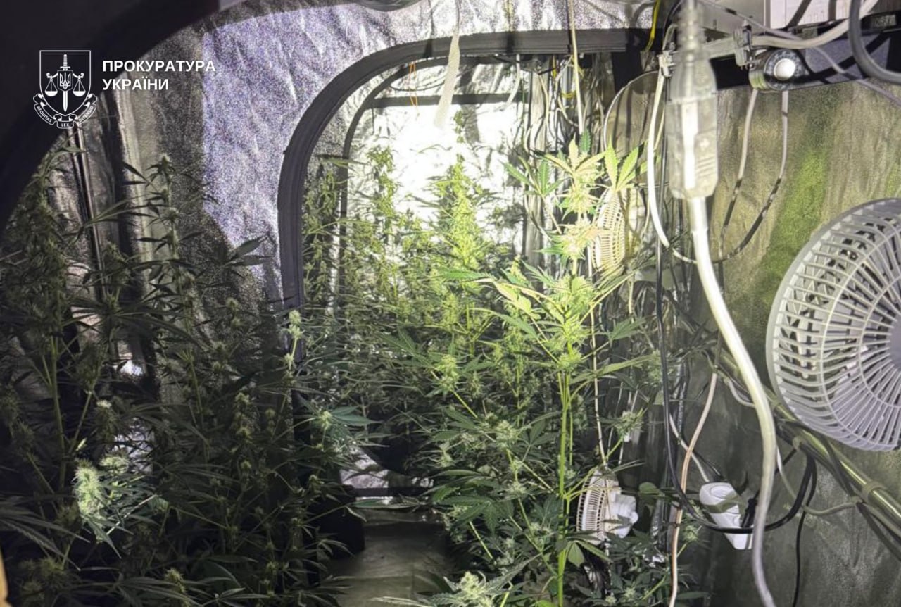 Виготовляли канабіс у домашніх умовах: у Дніпрі викрили нарколабораторію