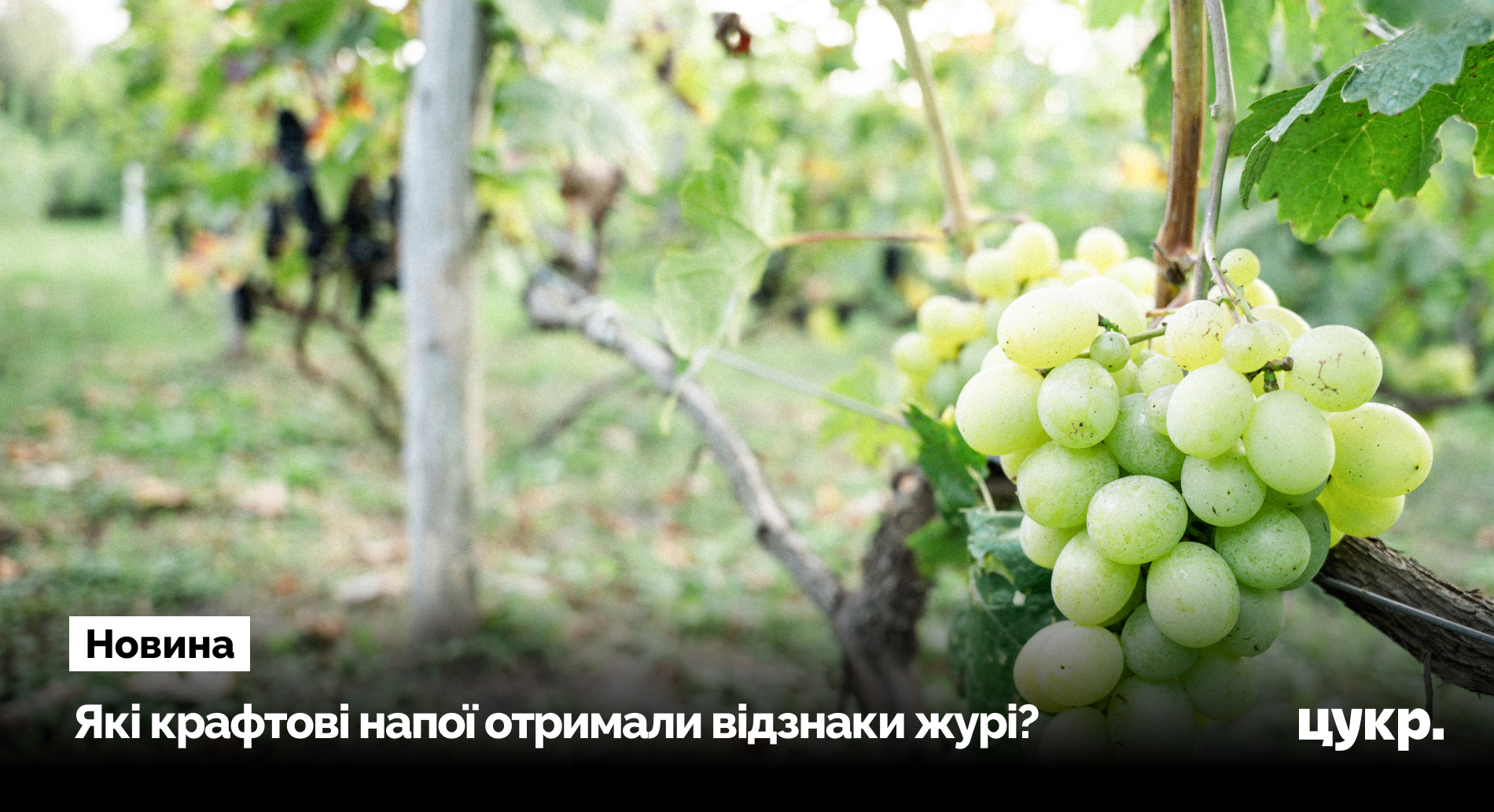 Сімейна виноробня із Сумщини отримала відзнаки на дегустаційному конкурсі