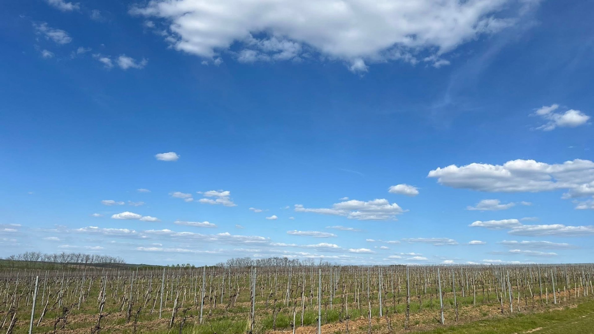 Вино, яке об’єднує кордони: Закарпаття і Сату-Маре запускають новий формат …