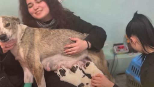 На Харківщині школярки знайшли мішок із новонародженими цуценятами