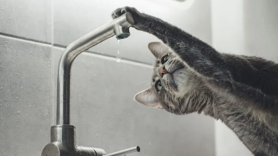 «Дніпро-Кіровоград» вимкнув воду мешканцям Кропивницького: коли повернуть