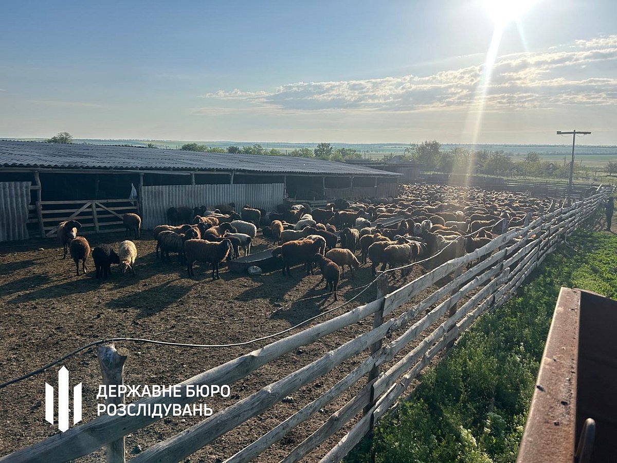 «Віртуальні тварини» принесли мільйони: ДБР Миколаєва розповіло про схему розкрадання …