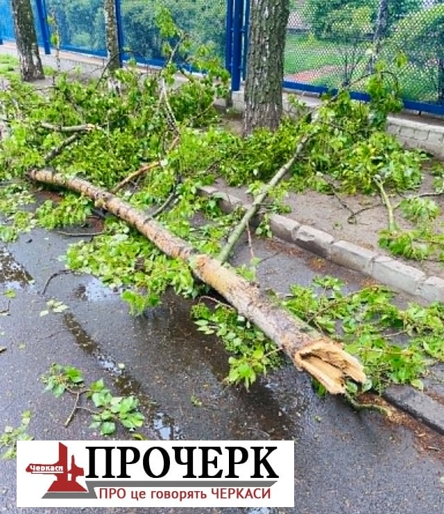 Вітер повалив дерева: на Черкащині рятувальники долали наслідки