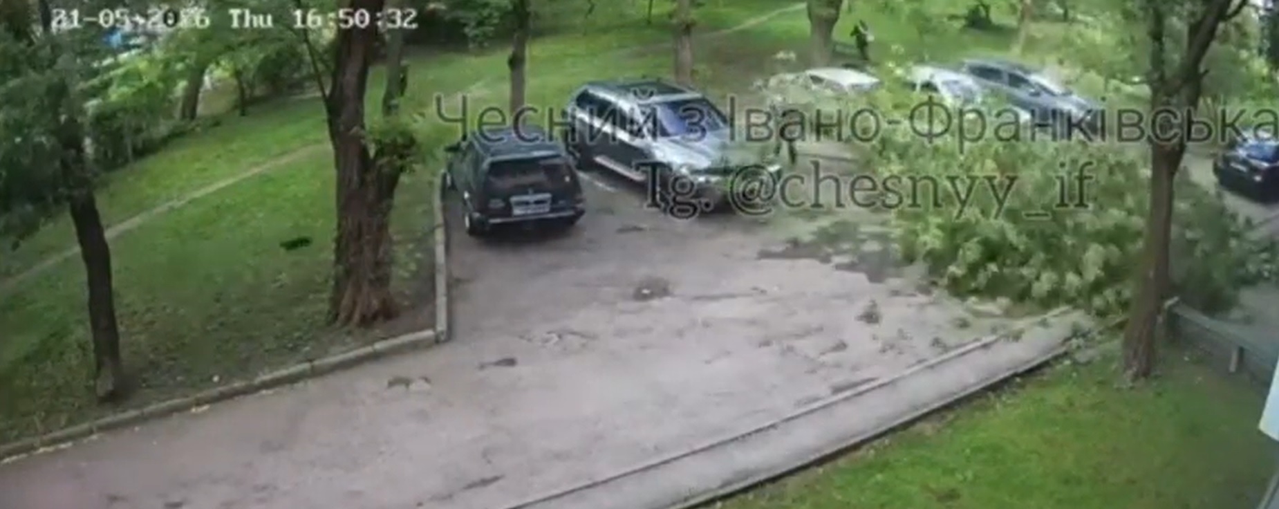 В Івано-Франківську на вулиці Береговій дерево впало біля дитини (відео)