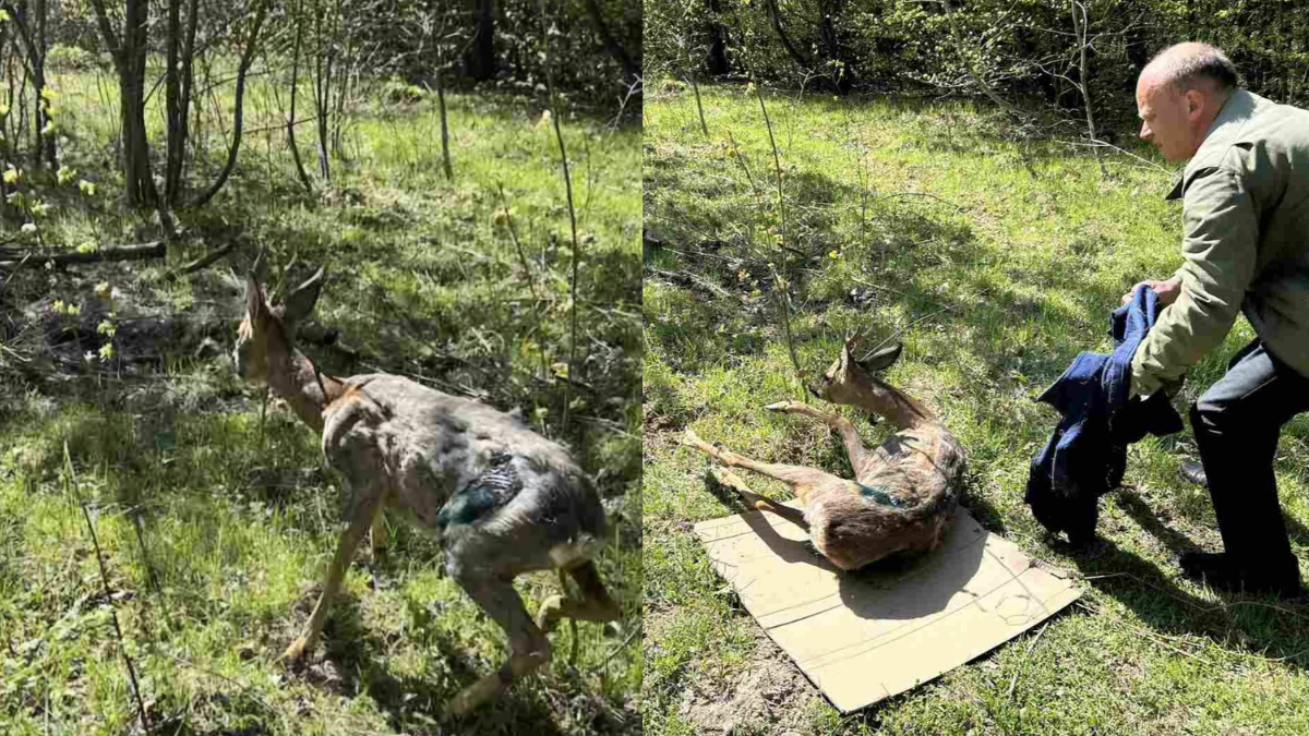 В Івано-Франківській області сарна застрягла в огорожі заводу: її визволили