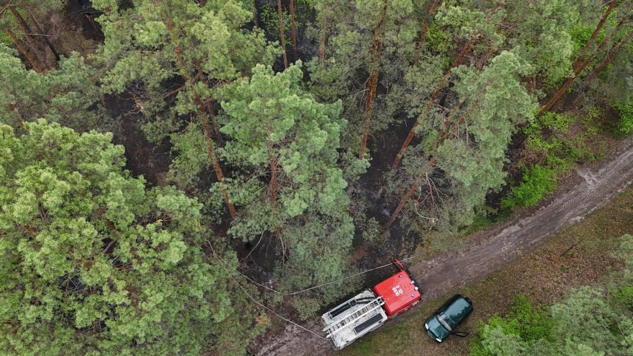 В Ірпені майже вигорів гектар лісу через ймовірний підпал, вважають …