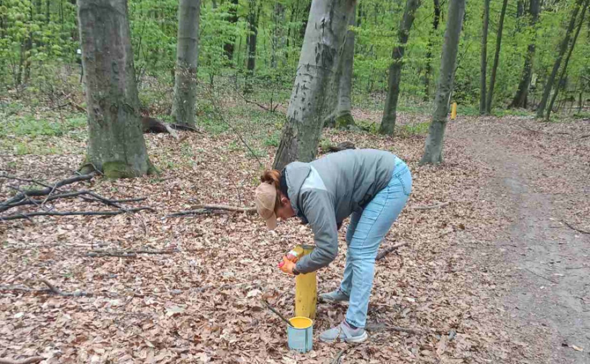 В Києві модернізують еководний маршрут у Голосіївському лісі: шлях крізь …