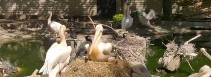 В Одеському зоопарку з’явилися пташенята пеліканів, - ВІДЕО