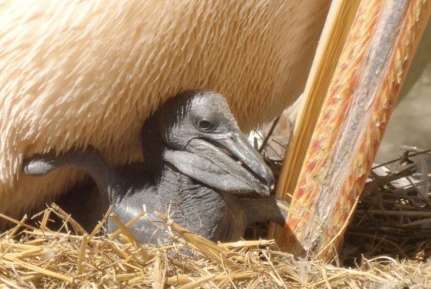 В Одеському зоопарку народилися рожеві пелікани