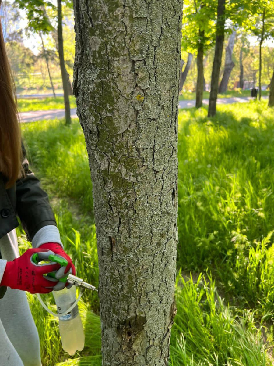 В Одесі розпочали масштабну вакцинацію каштанів від небезпечного шкідника