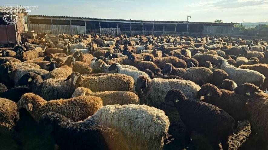 В Одещині масово заводили тисячі кіз і овець для отримання …