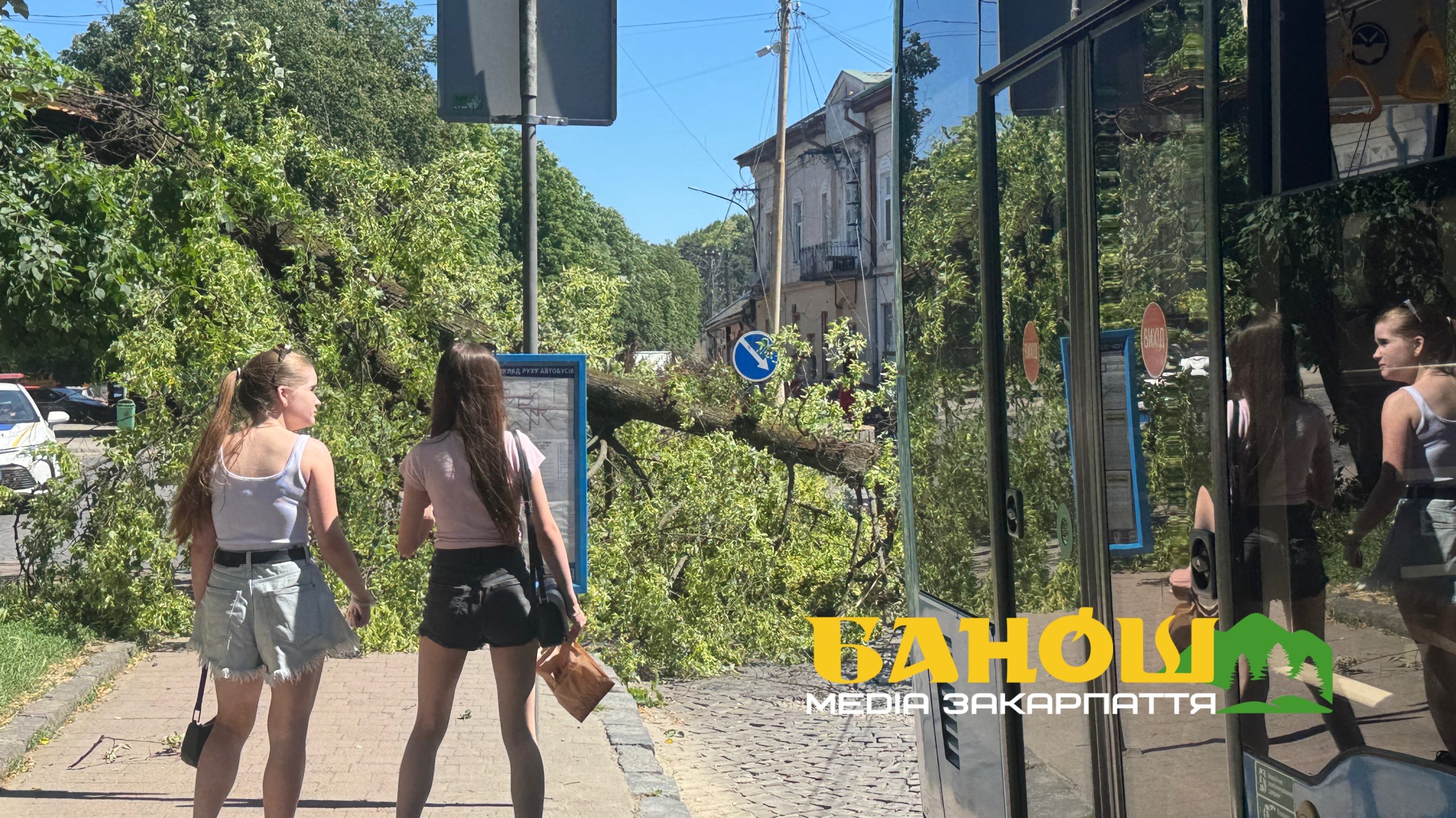 В Ужгороді посеред дня на дорогу впало велике дерево