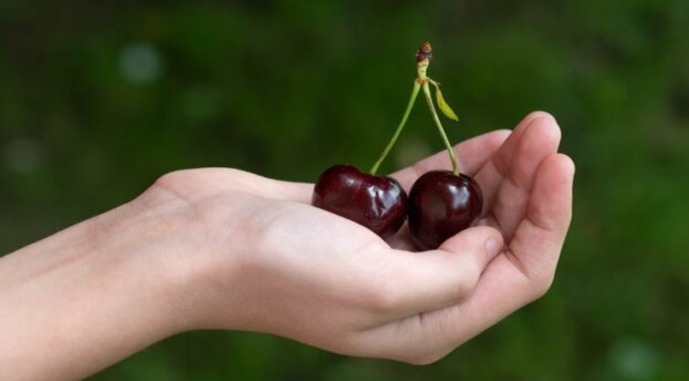 Укрсадпром: Половина врожаю черешні може зберегтися