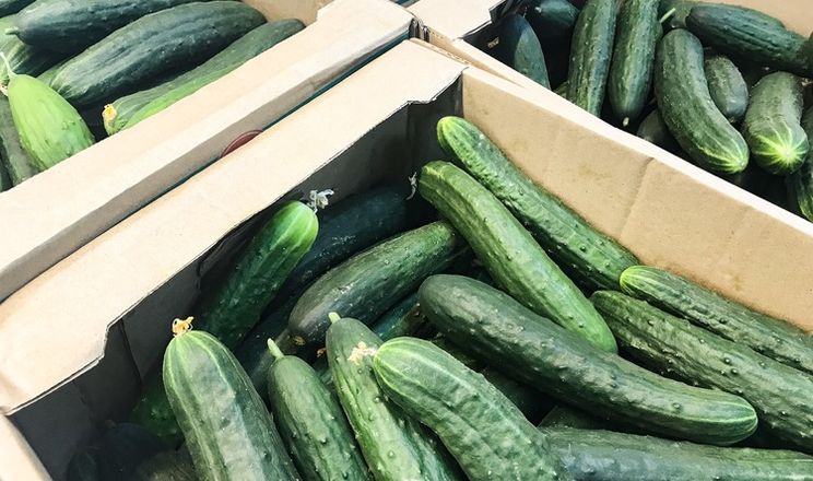 В Україні стрімко дешевшають тепличні огірки