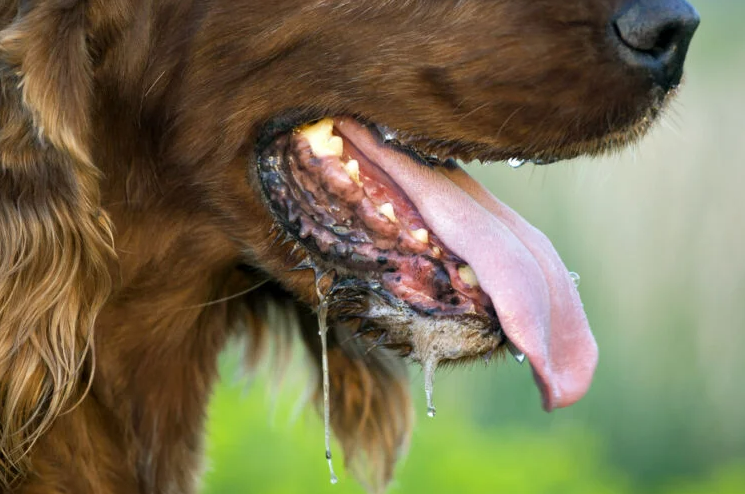 В громадi на Кiровоградщинi пiдтвердили випадок сказу