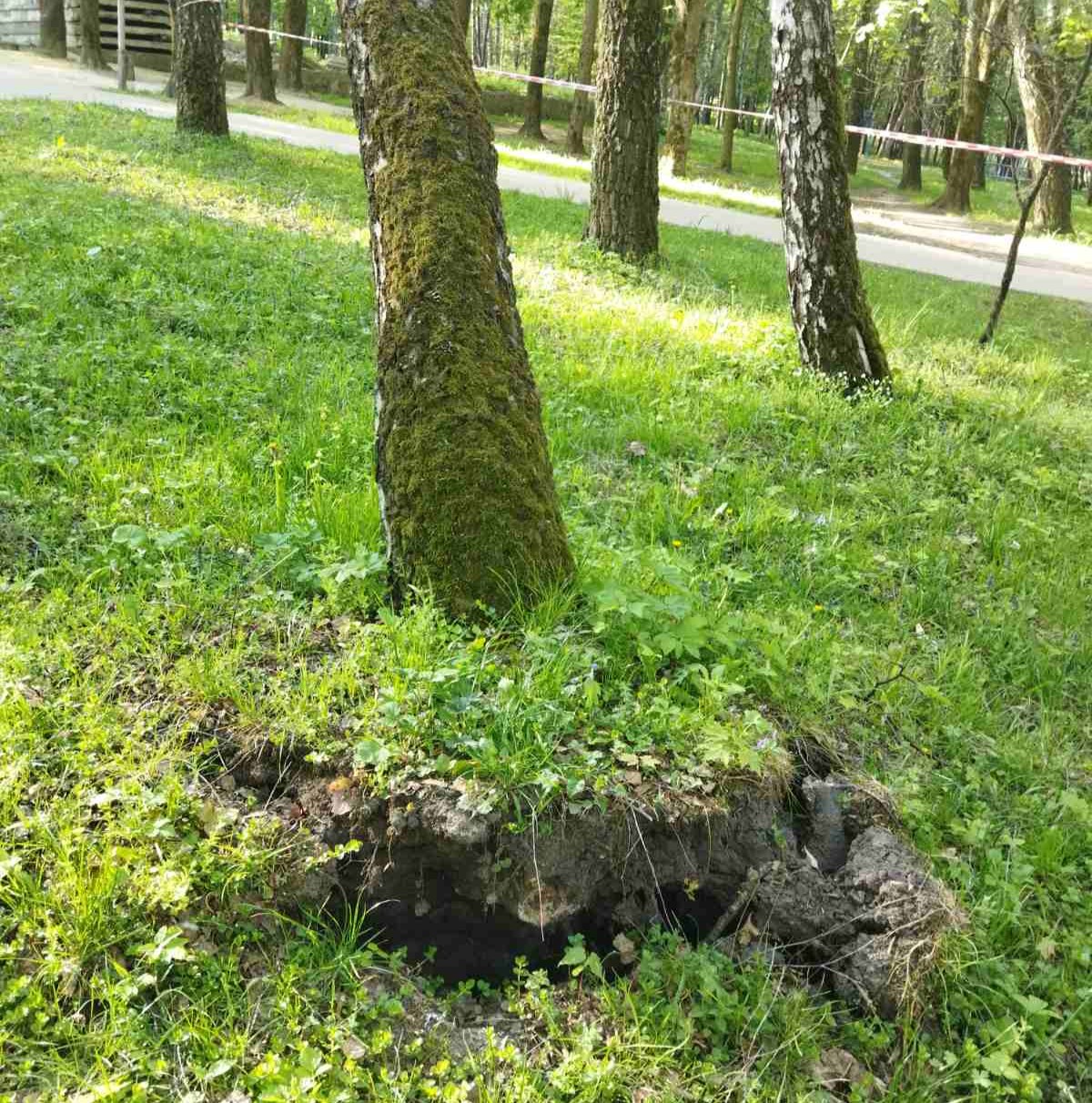 В парку Національного відродження видалять три аварійні берези