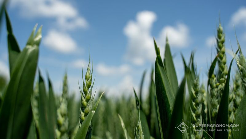 Форум аграрних інновацій Нове Зернятко-2026 пройде в червні на Тернопільщині