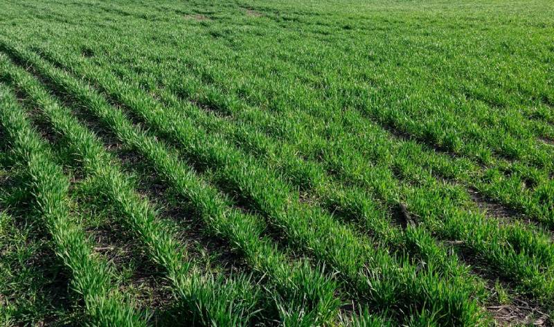 Господарство на Одещині вирощує лише озимі культури, зокрема й зимуючий …