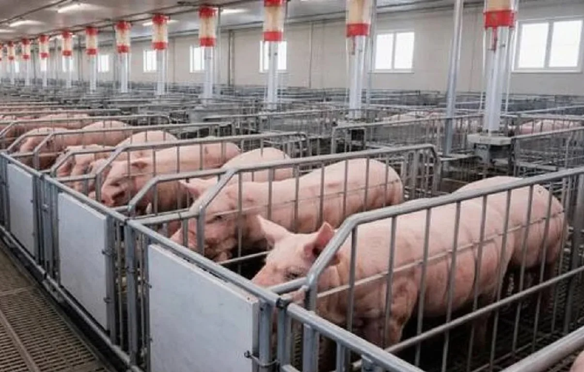 Грузія відкрила ринок для українського м’яса та кормів для тварин