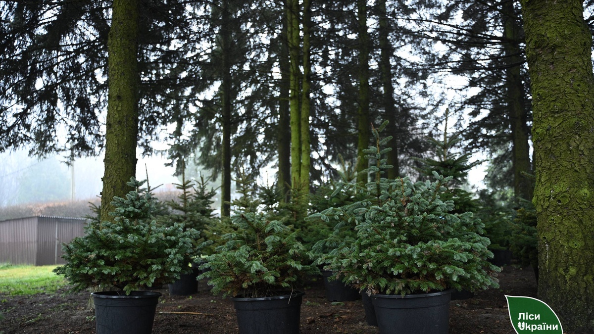 ДП "Ліси України" у І кв.-2026р збільшило прибуток у 3,7 …