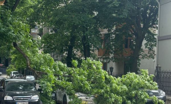 Дерево пошкодило авто та перекрило вулицю у Львові