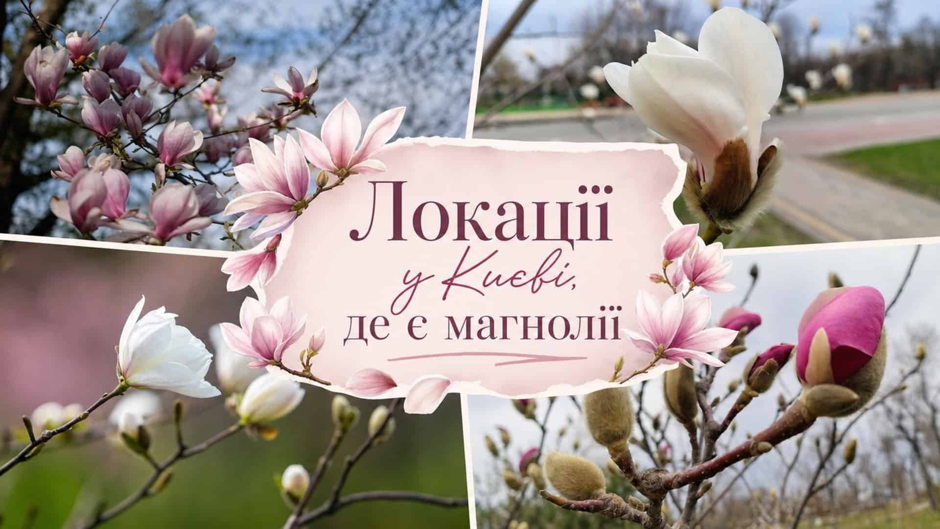 Де дивитися на магнолії в Києві: 13 локацій