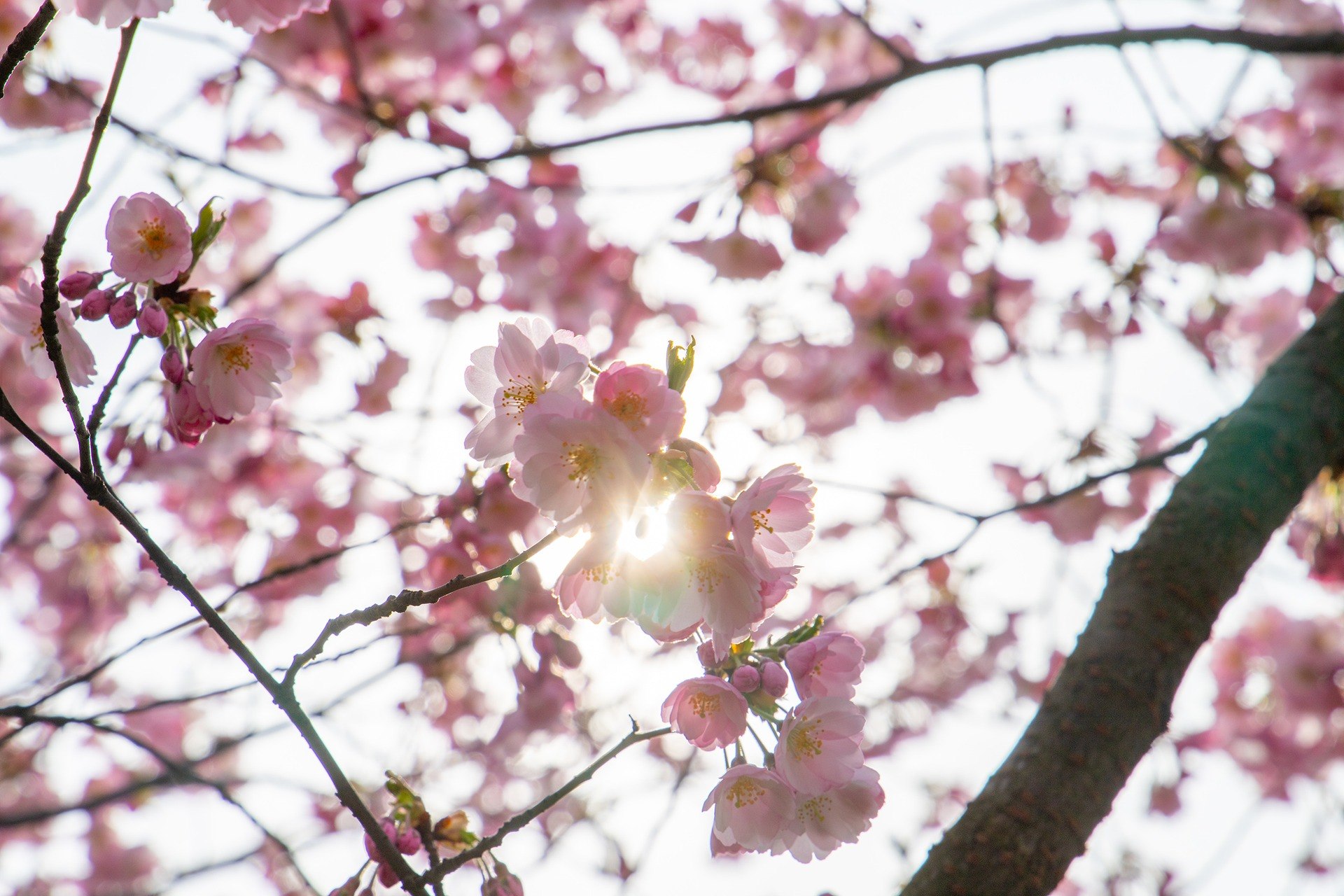 Де шукати сакури в Києві у 2026 році